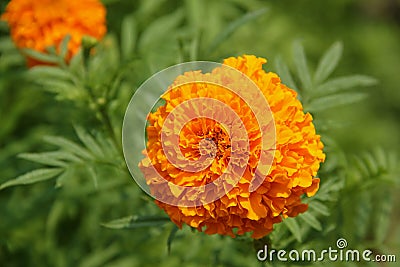 Marigold Stock Photo