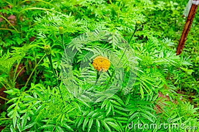 Marigold plant or a marigold flower Stock Photo