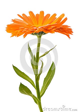 Marigold plant with flower Stock Photo