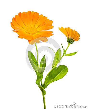 Marigold plant with flowers Stock Photo