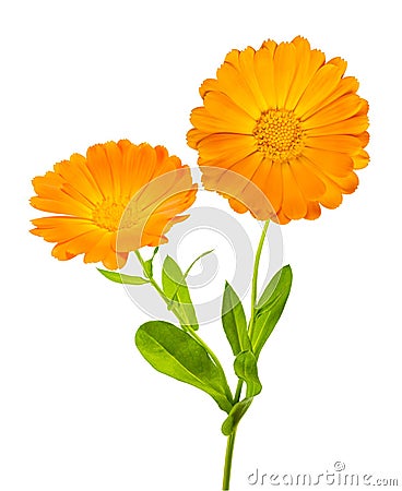 Marigold plant with flowers Stock Photo