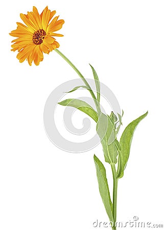 Marigold plant with leaves isolated on white background. Calendula officinalis Stock Photo