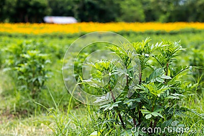Marigold seedlings waiting to blossom. Stock Photo