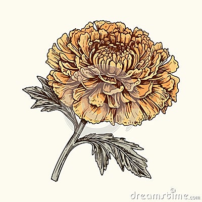 marigold vector drawing. Isolated hand drawn, engraved style illustration Vector Illustration