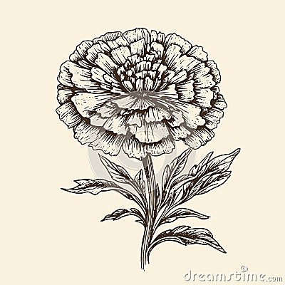 marigold vector drawing. Isolated hand drawn, engraved style illustration Vector Illustration