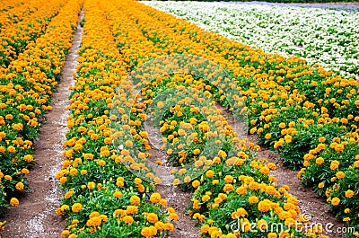 Marigold and white begonia garden Stock Photo