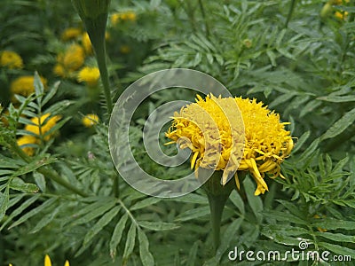 Marigold Yellow Flower Stock Photo