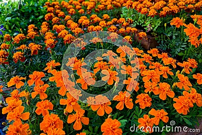 Marigold yellow and orange flowers in pots for sale on garden market display. Stock Photo