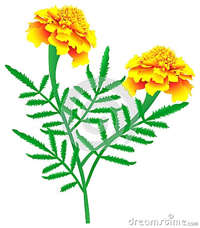 Marigolds Vector Illustration