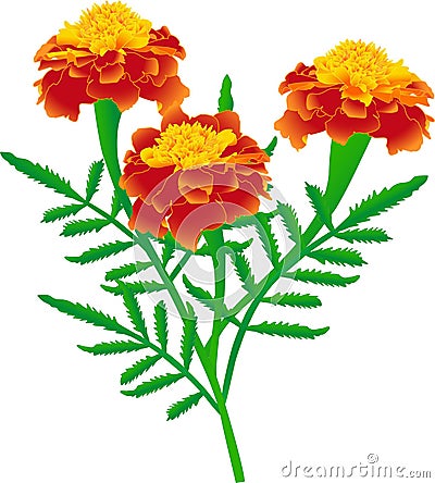 Marigolds Vector Illustration