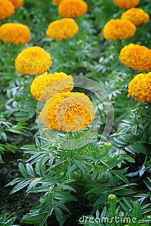 Marigolds Stock Photo