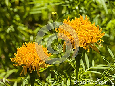 Marigolds are beautiful autumn flowers Stock Photo