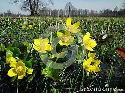 Marigolds, Caltha palustris, yellow flowers blooming on a boggy meadow Stock Photo