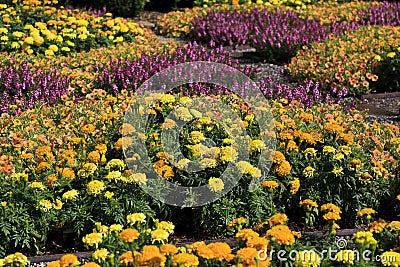 Marigolds Fall Flowers Planted in a Pattern Stock Photo