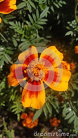 Marigolds frower bloom Stock Photo