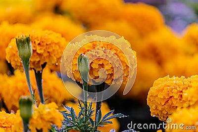 Marigolds (Tagetes erecta, Mexican marigold, Aztec marigold, Afr Stock Photo