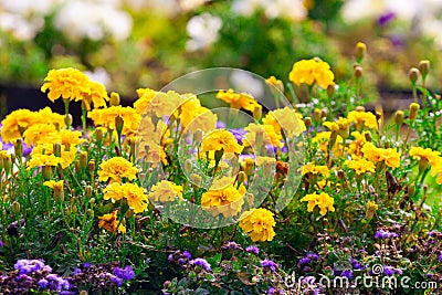 Marigolds, Tagetes erecta, blooming magnificently on a flowerbed in a park Stock Photo