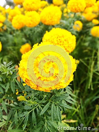 Marigolds viz. Tagetes and Celandula. Stock Photo