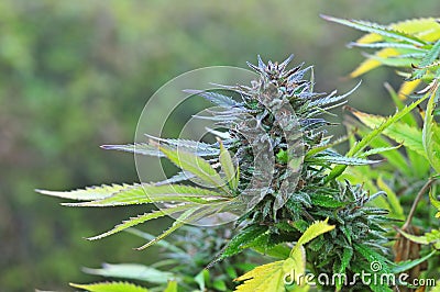 Marijuana bud Stock Photo