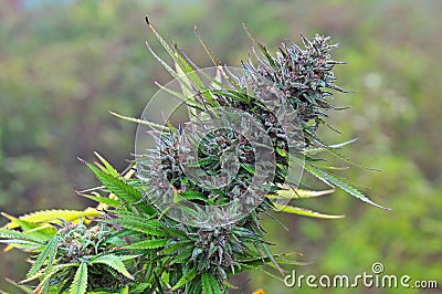 Marijuana bud Stock Photo