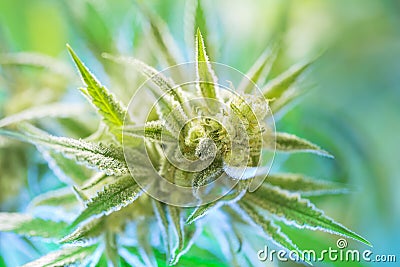Marijuana flowering buds ( cannabis), hemp plant. Very large indoor weed harvest. Stock Photo