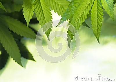 Marijuana Stock Photo