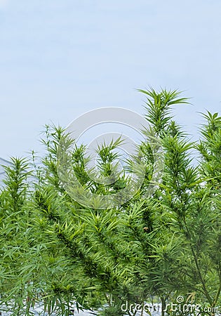 Marijuana or hemp tree seedlings on an outdoor agricultural farm, Herbs for alternative treatment Stock Photo