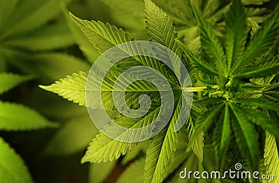 Marijuana leaf Stock Photo