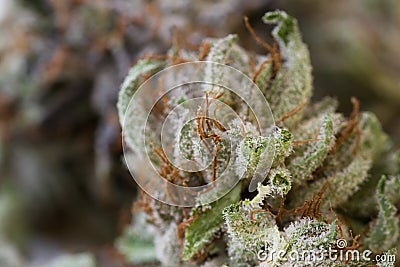 Marijuana macro Stock Photo