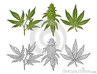 Marijuana mature plant with leaves and buds. Vector engraving illustration Vector Illustration