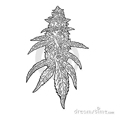Marijuana mature plant with leaves and buds. Vector engraving illustration Vector Illustration
