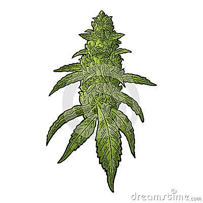 Marijuana mature plant with leaves and buds. Vector engraving illustration Vector Illustration