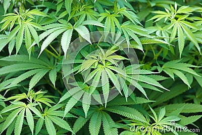 Marijuana plant Stock Photo