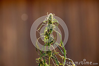 Backlit plant isolated against wood background Stock Photo