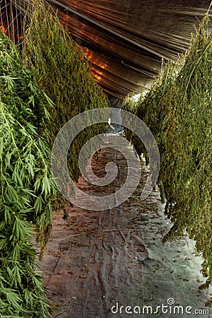 Marijuana plants hang to dry in a barn. Organic Cannabis Sativa Stock Photo