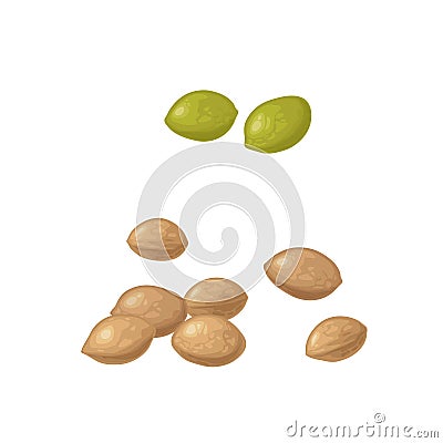 Marijuana seeds. Color vector realistic illustration isolated on white background. Vector Illustration