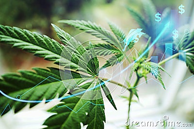 Marijuana Stocks Exploding In A Bull Market Concept Stock Photo