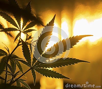 Marijuana Stock Photo