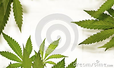 Marijuana Stock Photo