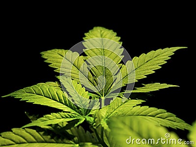 Marijuana Stock Photo