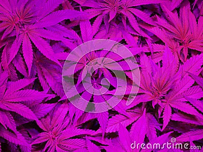 Marijuana Editorial Stock Photo