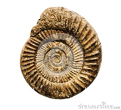 Marine animal mollusk fossil impint Stock Photo