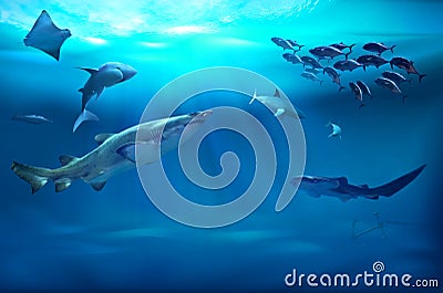 Marine animals. 3D illustration Cartoon Illustration