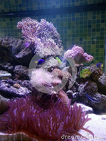 Marine aquaium tank with soft corals and fishes Stock Photo