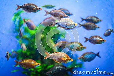 A marine aquarium with fishes and seaweed. underwater wild life beckground Stock Photo