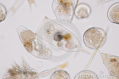 Marine aquatic plankton under microscope view Stock Photo