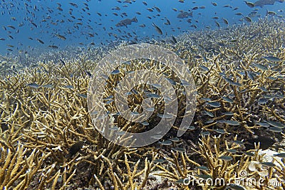 Marine biology ecosytem staghorn coral reef and colorful sea fish swim around with deep dive blue water underwater landscape Stock Photo