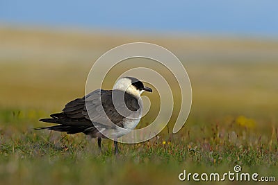 Marine bird Arctic Skua, Stercorarius parasiticus, sitting in the grass. Bird in the nature habitat. Stock Photo