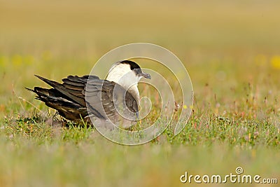 Marine bird Arctic Skua, Stercorarius parasiticus, sitting in the grass. Bird in the nature habitat. Stock Photo