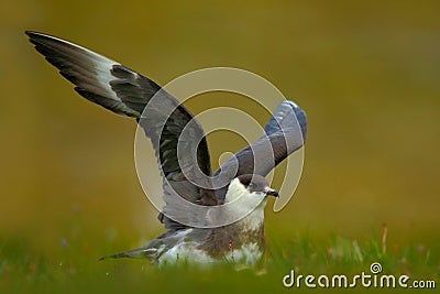 Marine bird Arctic Skua, Stercorarius parasiticus, sitting on stone with dark blue sea at Marine bird Arctic Skua, Sterc, Svalbard Stock Photo